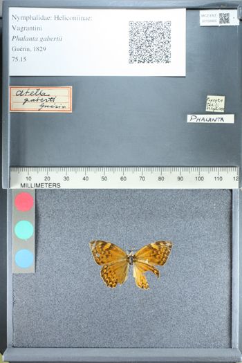 Media type: image;   Entomology 158955